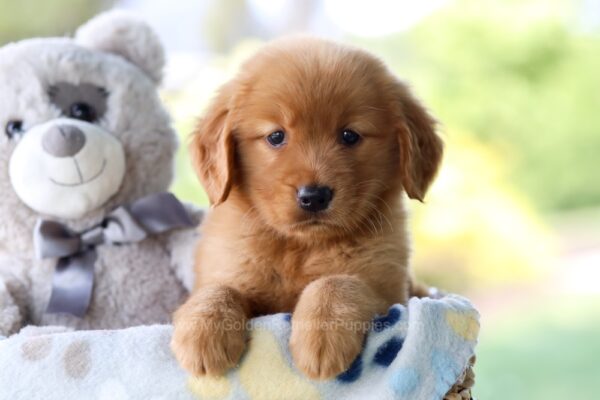 Image of Tara, a Golden Retriever puppy