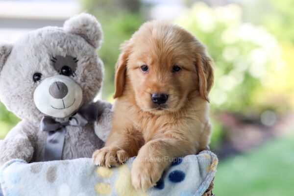 Image of Thomas, a Golden Retriever puppy