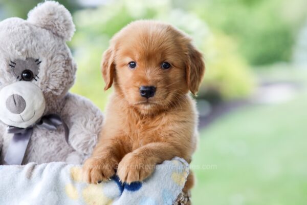 Image of Thunder, a Golden Retriever puppy