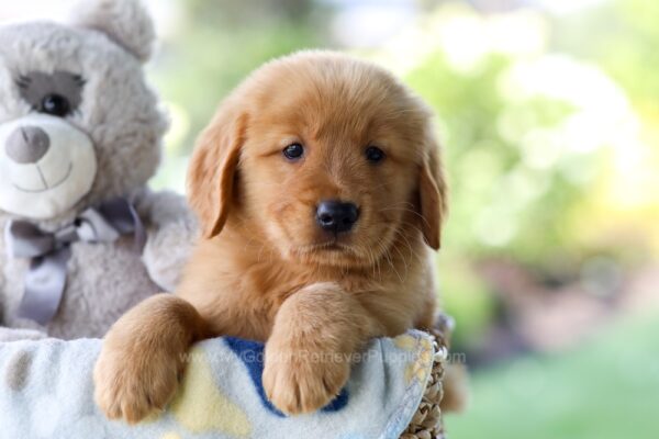 Image of Toby, a Golden Retriever puppy