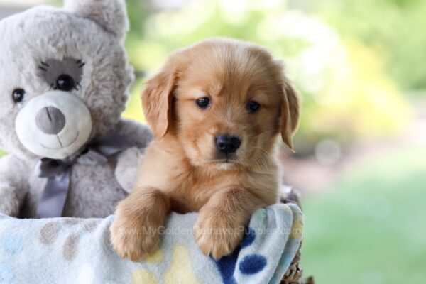 Image of True, a Golden Retriever puppy