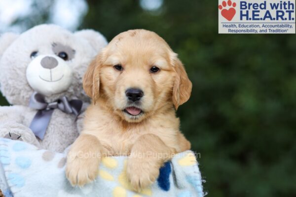 Image of Tucker, a Golden Retriever puppy