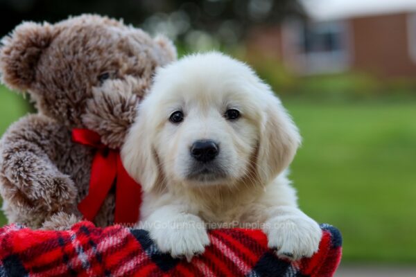 Image of Warren, a Golden Retriever puppy