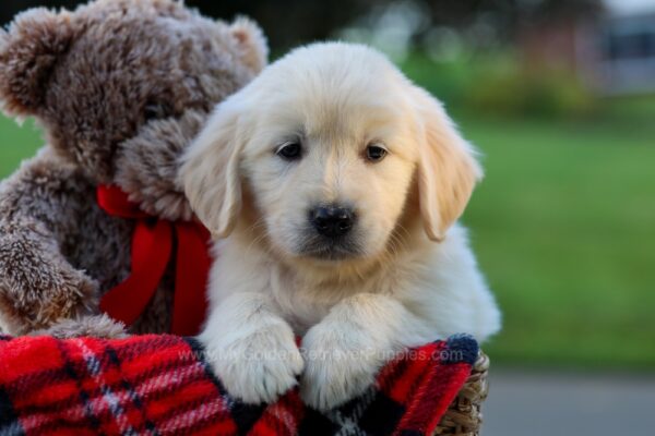 Image of Zeke, a Golden Retriever puppy