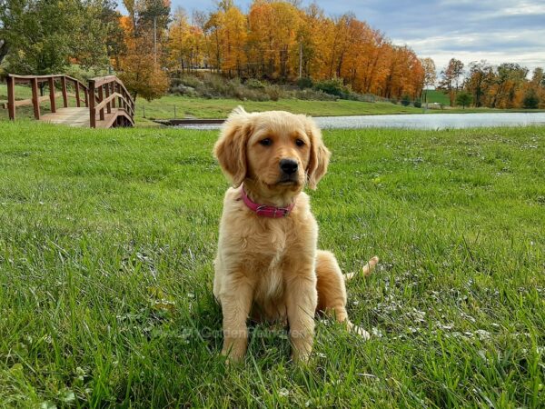 Image of Ember, a Golden Retriever puppy