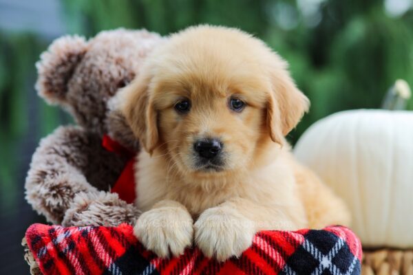 Image of Axel, a Golden Retriever puppy