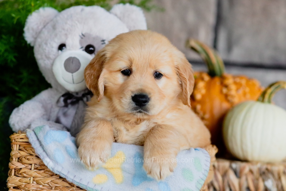 Bolt - My Golden Retriever Puppies