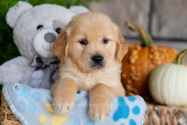 Image of Buddy, a Golden Retriever puppy