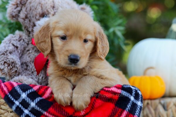 Image of Callie, a Golden Retriever puppy