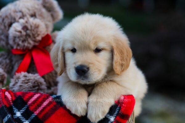 Image of Campbell, a Golden Retriever puppy