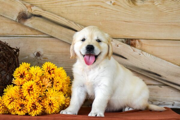 Image of Chai, a Golden Retriever puppy