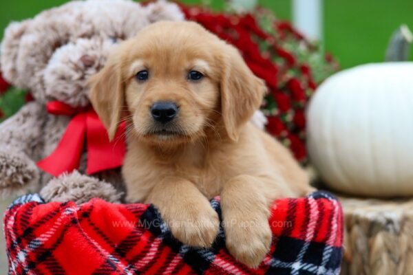 Image of Chocolate, a Golden Retriever puppy