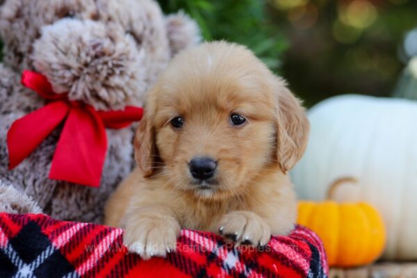 Image of Cora, a Golden Retriever puppy