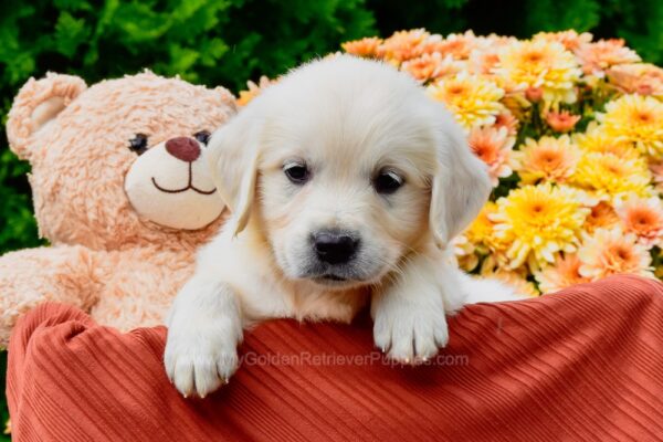 Image of Ember, a Golden Retriever puppy