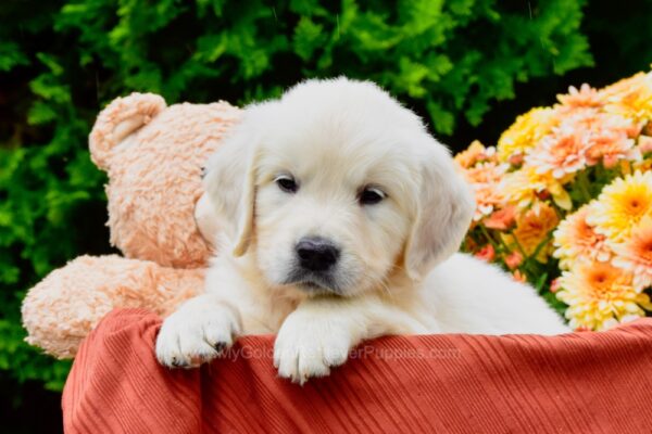 Image of Falcon, a Golden Retriever puppy