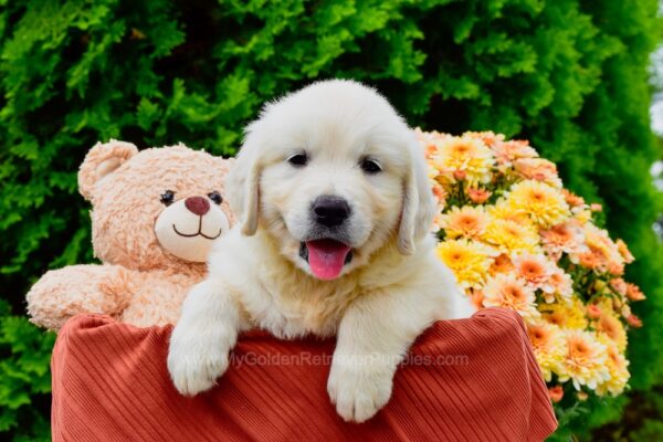 Image of Finn, a Golden Retriever puppy