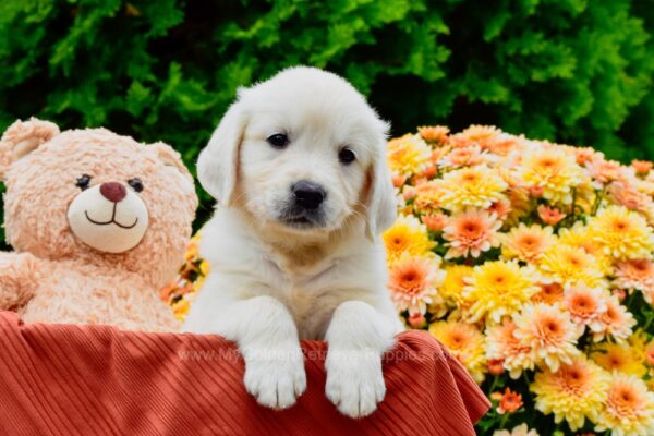 Image of Ford, a Golden Retriever puppy