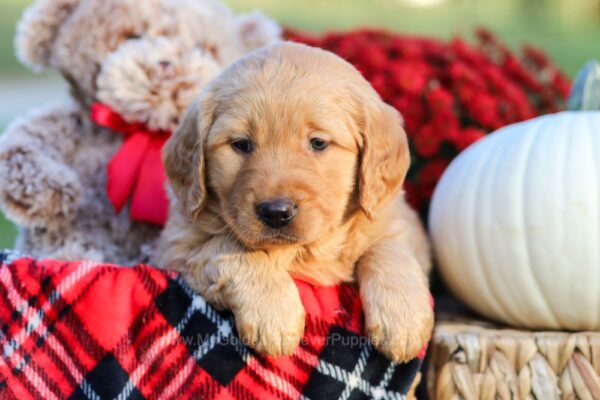 Image of Forest, a Golden Retriever puppy