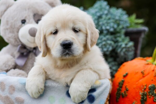 Image of Indy, a Golden Retriever puppy