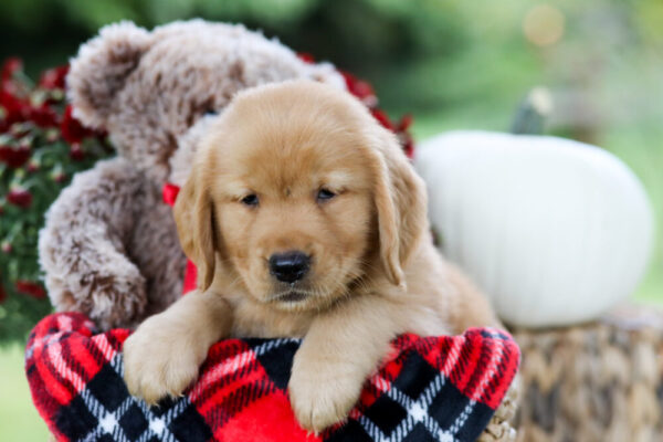 Image of Mack, a Golden Retriever puppy