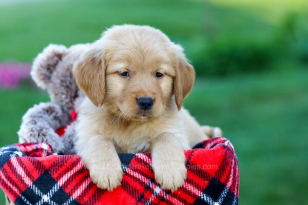 Image of Scooby, a Golden Retriever puppy