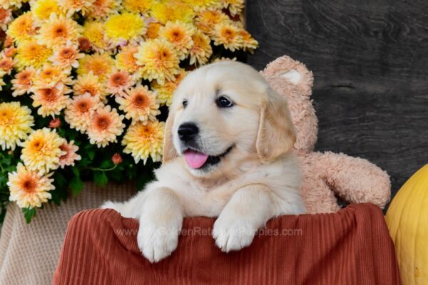 Image of Serenity, a Golden Retriever puppy