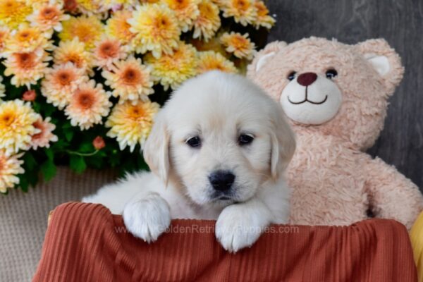 Image of Shiloh, a Golden Retriever puppy