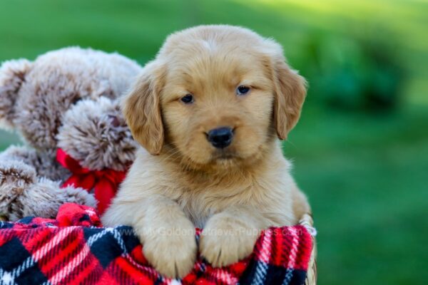 Image of Snoopy, a Golden Retriever puppy