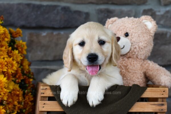 Image of Talia, a Golden Retriever puppy