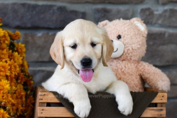 Image of Teddy, a Golden Retriever puppy