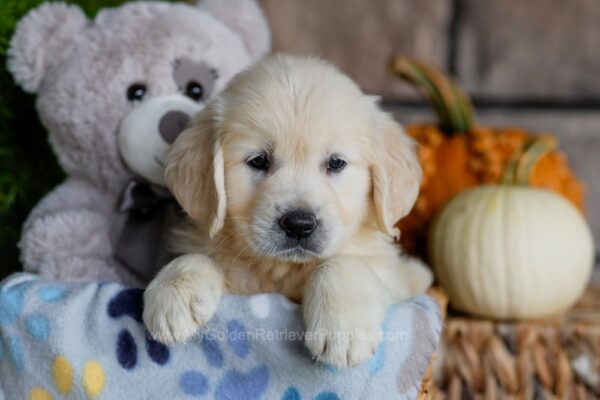 Image of Thea, a Golden Retriever puppy