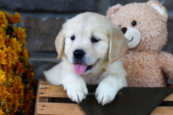 Image of Tipsy, a Golden Retriever puppy
