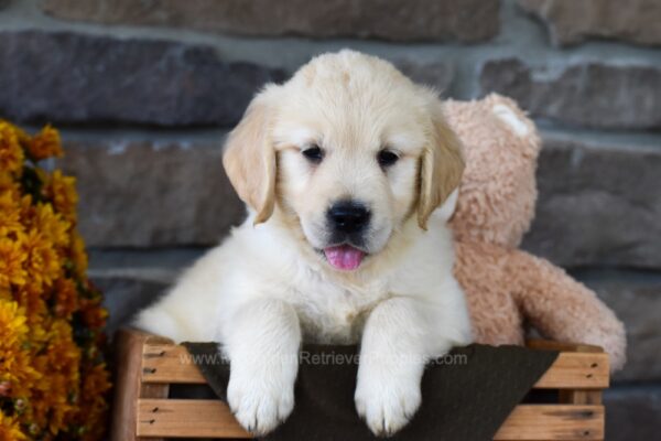 Image of Trenton, a Golden Retriever puppy