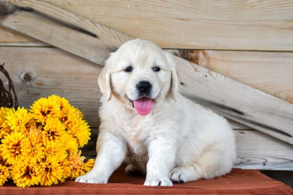 Image of Whiskey, a Golden Retriever puppy