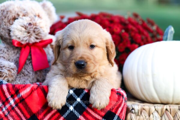 Image of Woody, a Golden Retriever puppy