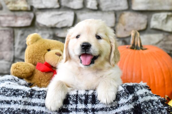 Image of Yasmin, a Golden Retriever puppy