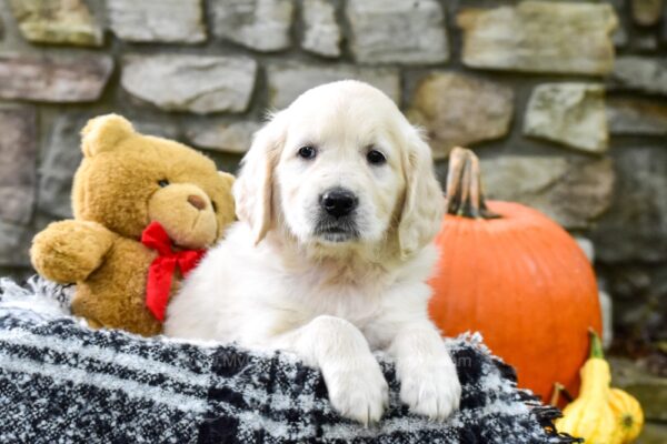 Image of Yvonne, a Golden Retriever puppy