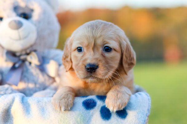 Image of Betzy, a Golden Retriever puppy