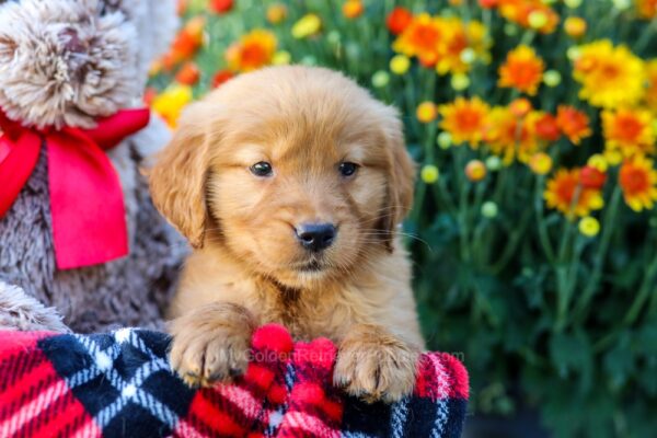 Image of Cocoa, a Golden Retriever puppy