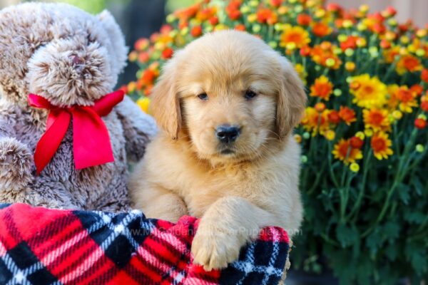 Image of Cookie, a Golden Retriever puppy