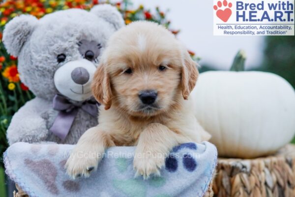 Image of Griffin, a Golden Retriever puppy