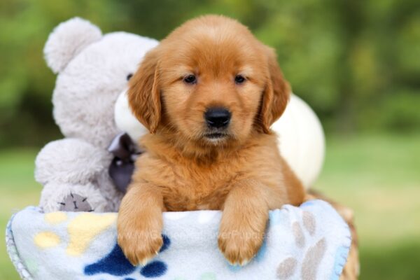 Image of Haley, a Golden Retriever puppy