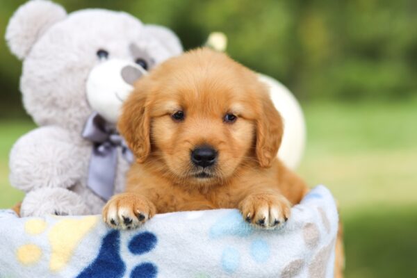 Image of Hannah, a Golden Retriever puppy