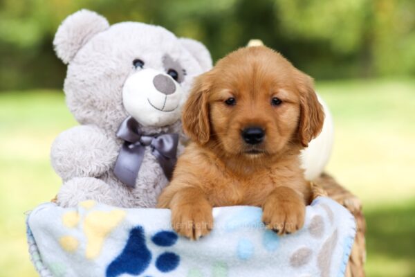 Image of Hope, a Golden Retriever puppy