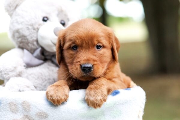 Image of Jupiter, a Golden Retriever puppy