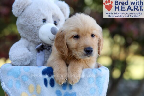 Image of Kenny, a Golden Retriever puppy