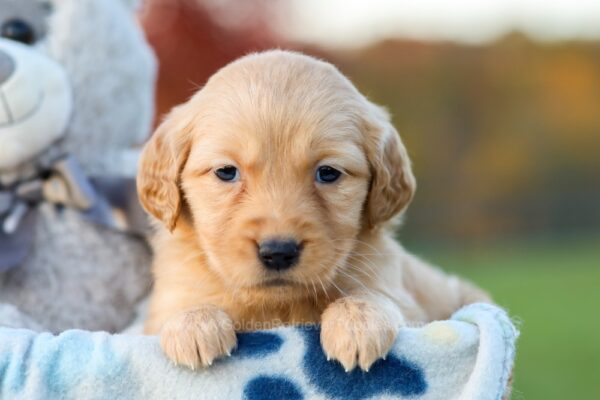 Image of Khloe, a Golden Retriever puppy