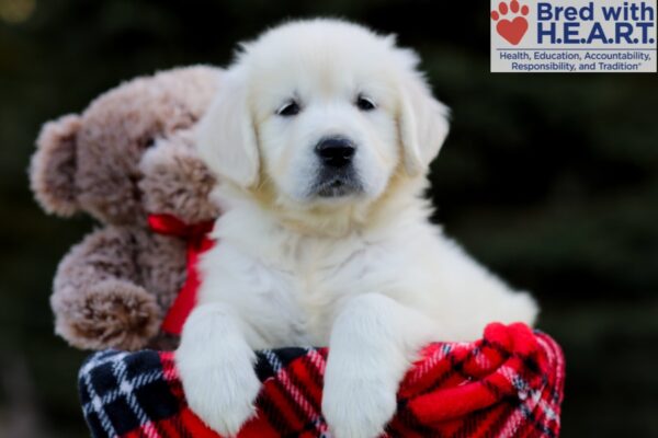 Image of Lilly, a Golden Retriever puppy