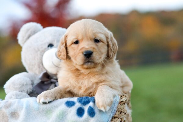 Image of Lizzie, a Golden Retriever puppy