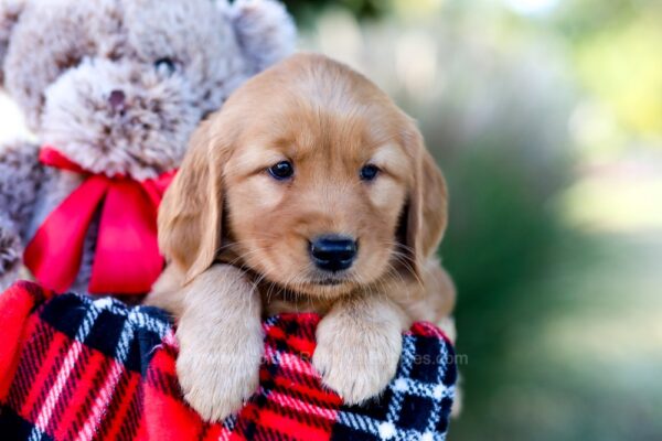 Image of Orchid, a Golden Retriever puppy